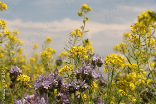 beautiful yellow rapeseed and purple phacelia flowers closeup in a field margin in the dutch countryside and a blue sky in the background in springtime