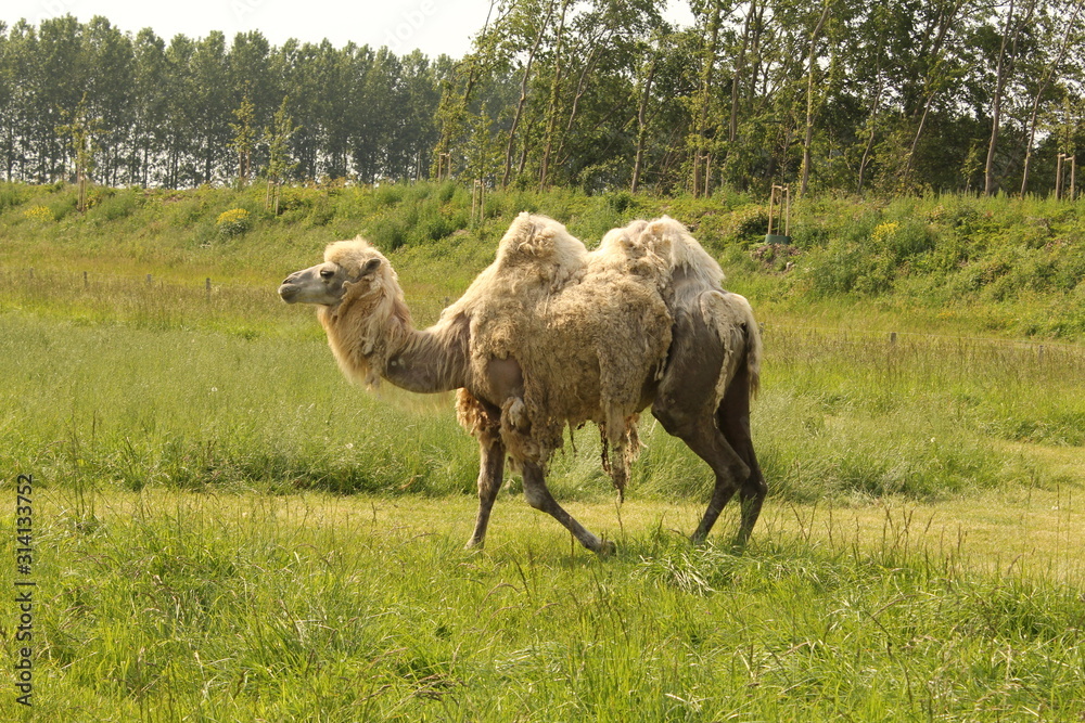 Fototapeta premium a camel in a green meadow at a farm in holland
