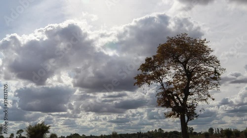 time lapse overcast clouds in the sky are full of fluffy clouds and the shadow of the trees in front.