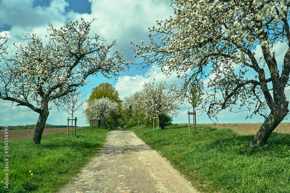A dirt, paved road and flowering fruit trees in spring in Poland. A dirt, paved road and flowering fruit trees in spring in Poland.