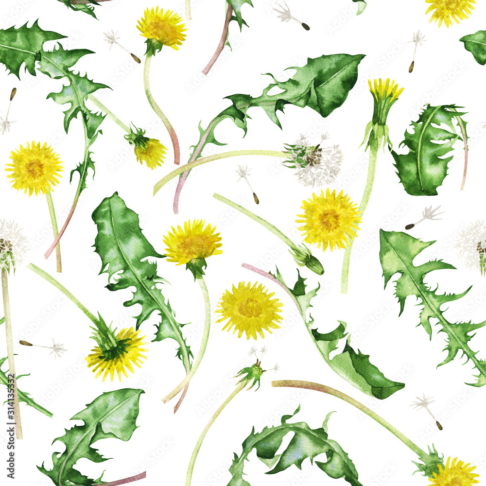 Fototapeta Białe dmuchawce i żółte mlecze z zielonymi liśćmi na białym tle. Piękny wzór na fototapetę