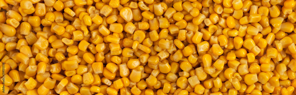 Corn background and texture. Yellow seeds. Panorama. Corn background and texture. Yellow seeds. Panorama.
