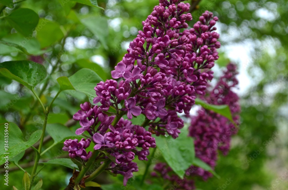 One branch of purple lilac diagonally against the green of the spring garden. One branch of purple lilac diagonally against the green of the spring garden.