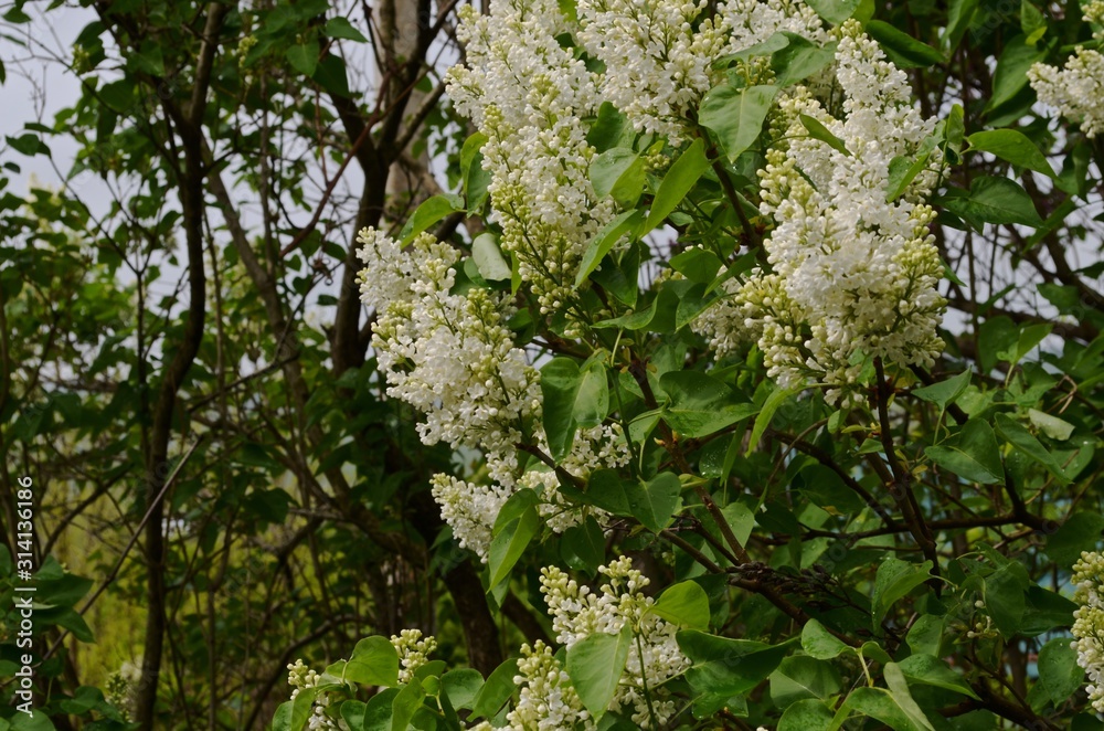 The bush is a white lilac after the rain in the garden in the spring.