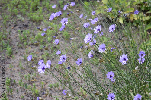 Closeup Catananche caerulea known as cigaline with blurred background in summer garden