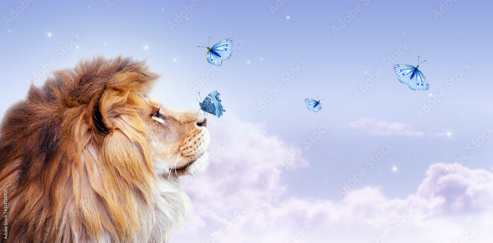 Fototapeta premium Lew afrykański z motylem siedzącym na nosie, transparent pochmurnego nieba rano. Krajobraz z latającymi motylami w chmurach, król zwierząt. Dumny, marzący lew fantasy, patrząc na gwiazdy.