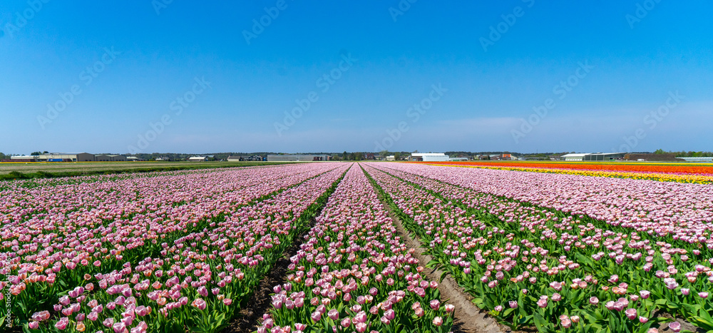 Tulips field of the Netherlands