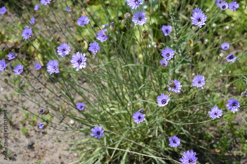 Fototapeta Naklejka Na Ścianę i Meble -  Closeup Catananche caerulea known as cigaline with blurred background in summer garden