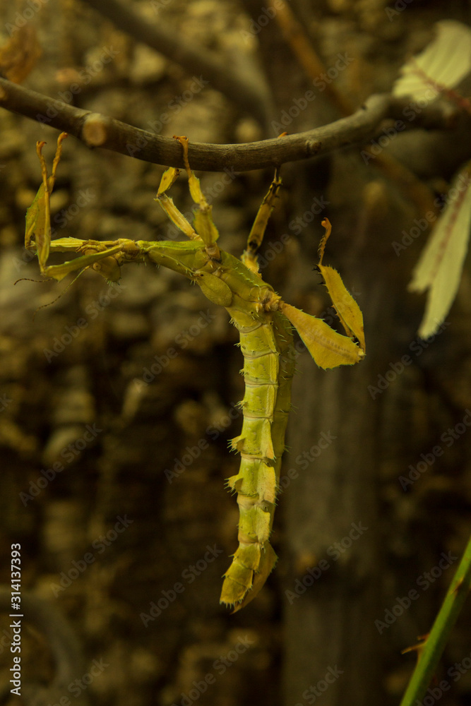 Giant prickly stick insect, the spiny leaf insect, Macleay's spectre