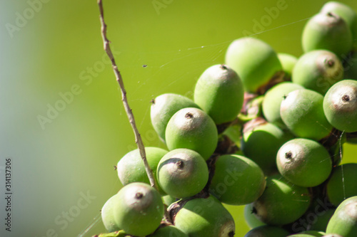 Corozo tropical fruit - Bactris guineensis photo