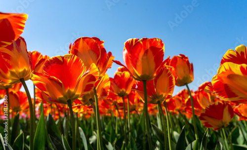 Tulips field of the Netherlands