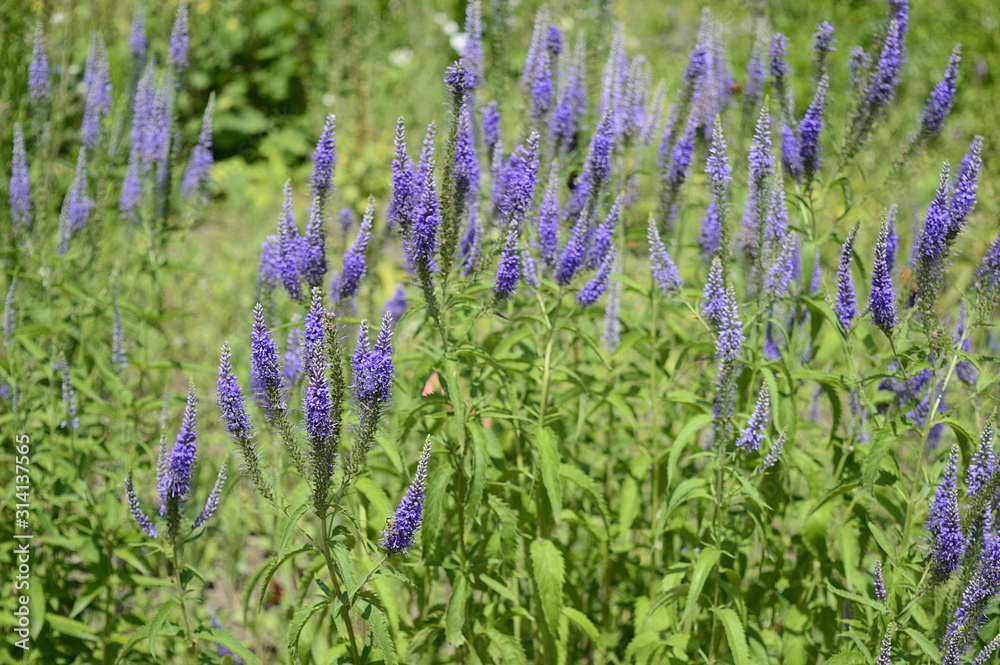 Obraz premium Closeup veronica grandis known as Heartleaf Speedwell with blurred background in summer garden