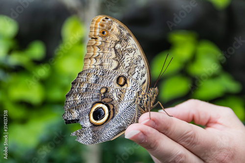 butterfly on a hand