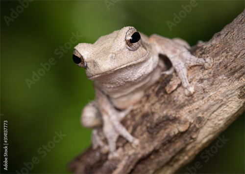 Grey foam-nest tree frog photo