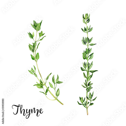 Fotografie, Obraz Thyme herb watercolor isolated on white background