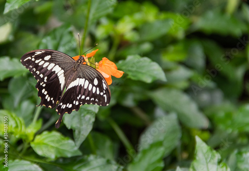 Butterfly on Flower