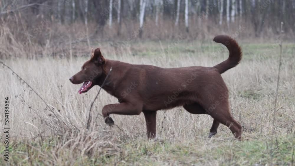 beautiful dog runs across the field on a snowy day beautiful dog runs across the field on a snowy day