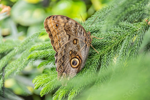 Butterfly on Plant
