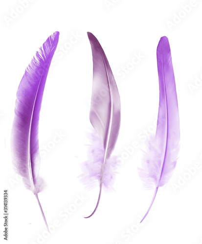 Beautiful color feathers isolated on white background