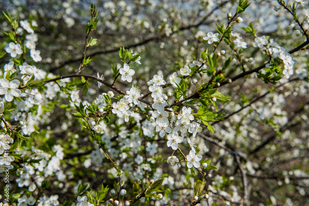 Flowers of the apple tree blossoms on a spring day Flowers of the apple tree blossoms on a spring day