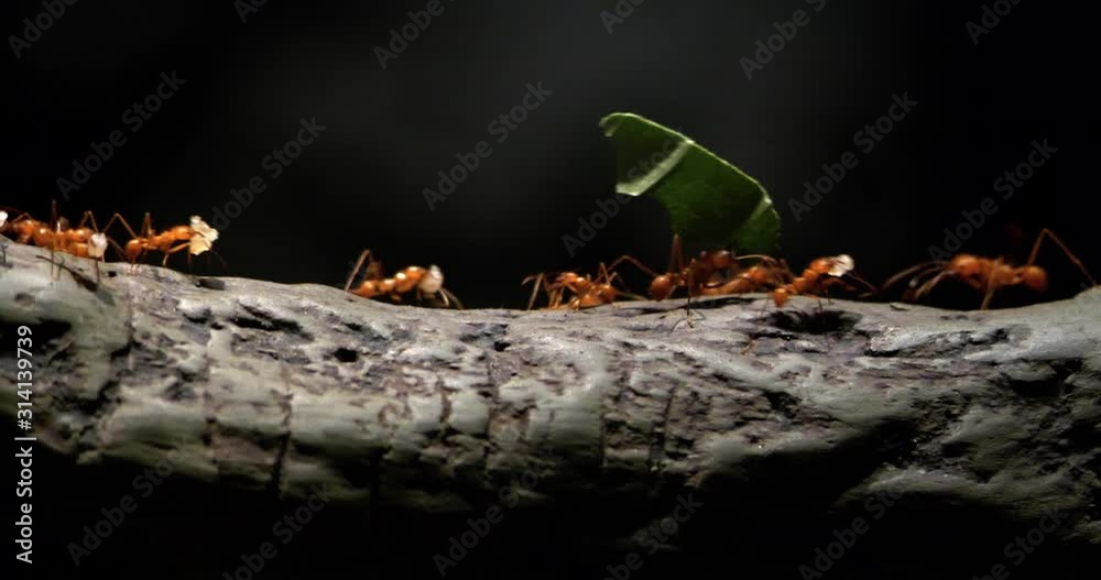 4K - Colony of leaf-cutting ants moves on a tree
