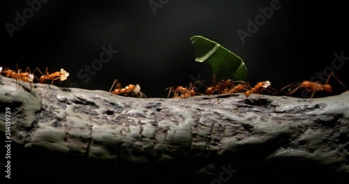 4K - Colony of leaf-cutting ants moves on a tree photo