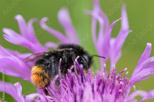 Meadow cornflower, Bombus lapidarius, with a red-tailed bumblebee sitting on a flower.
