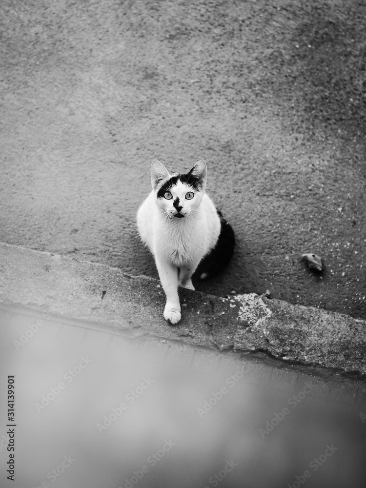 Fototapeta premium Portrait of a beautiful black and white cat
