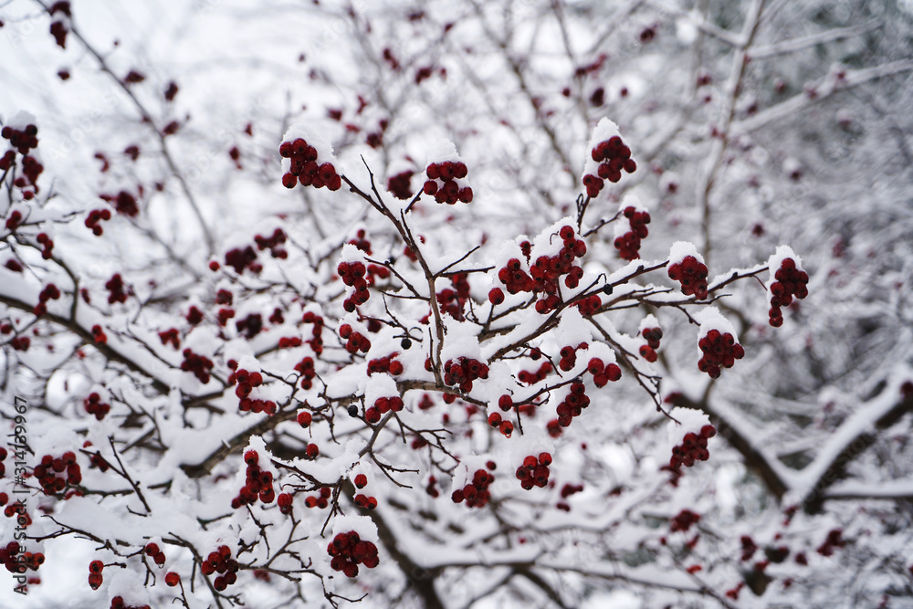 Winter branch with red berries. Snowy Branches of mountain ash