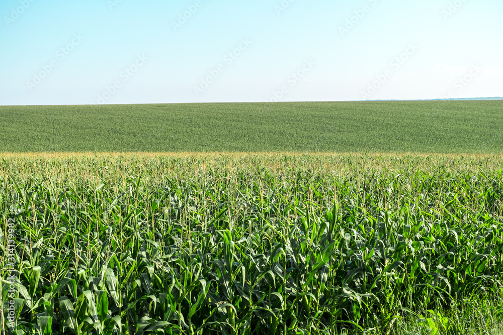 Green Corn filed panorama with clear sky