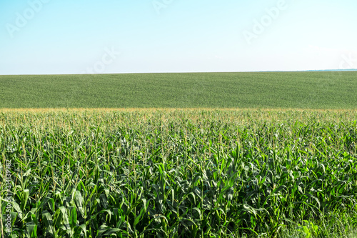 Green Corn filed panorama with clear sky