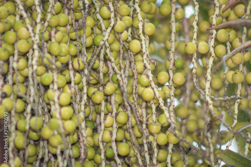 Corozo tropical fruit - Bactris guineensis photo