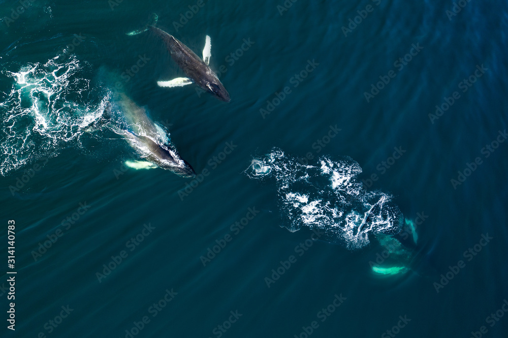 Ταπετσαρία Aerial view of huge humpback whale, Iceland, Europe.