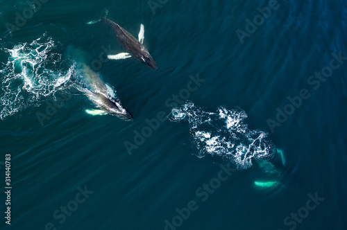 Fényképezés Aerial view of huge humpback whale, Iceland, Europe.