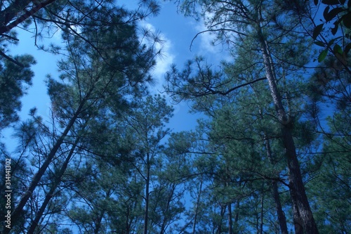 forest sky