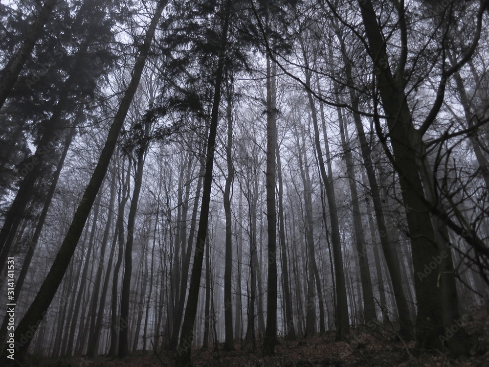 Naklejka premium Mystisch, düstere Stimmung im Wald, Tannen, Fichten, Buchen, Nebel