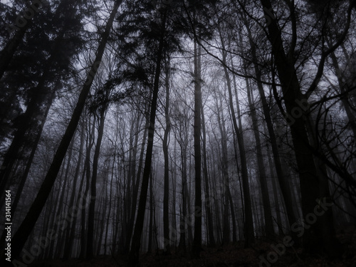 Mystisch  d  stere Stimmung im Wald  Tannen  Fichten  Buchen  Nebel
