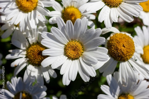A portrait of some big white daisies. The flowers have white petals and a yellow core. The flowers are also called alpine meadow and standing in a group.