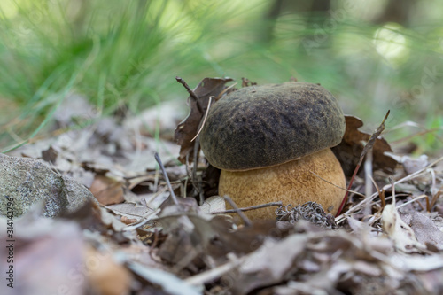 Boletus mushroom (Boletus aereus) in a wood.