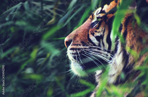 Tiger profile image © mto