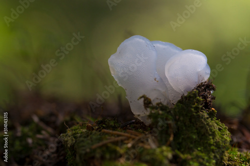 Toothed jelly fungus (Pseudohydnum gelatinosum) photo