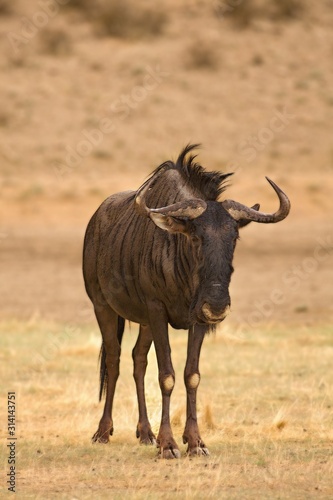 A blue wildebeest (Connochaetes taurinus) calmly staying in dry grassland and red sand in Kalahari desert.