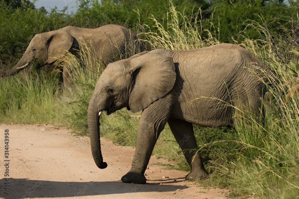 Φωτογραφία Two young Elephants (Loxodonta africana) in Pilanesberg National Park (game reserve) walking from savannah across the sand way