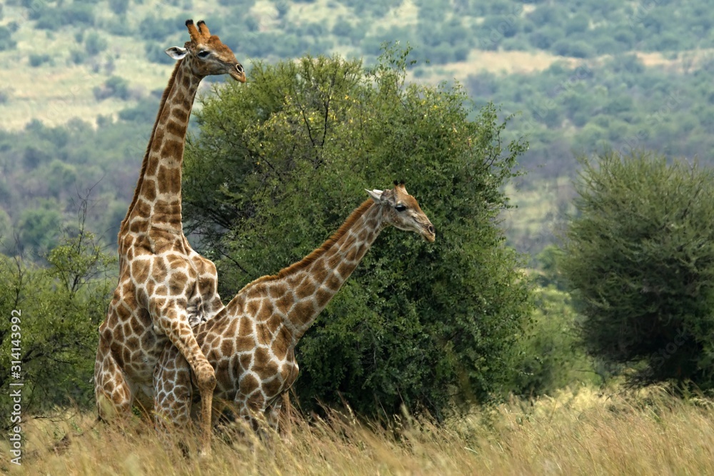 Obraz premium A pair of African giraffe (Giraffa camelopardalis giraffa) coupling in the grassland.