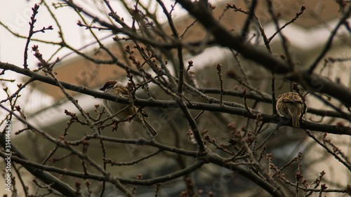 Some House sparrow birds sitting in a tree without leaves on a cold winter day in Malmö, Sweden