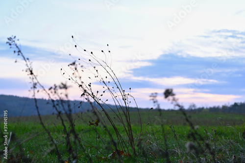 Gräser auf Wiese Landschaftidyll © Valentin Si