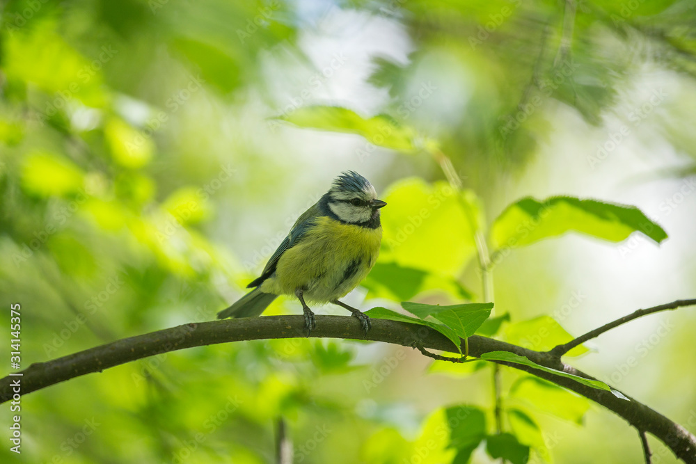 Obraz premium The Eurasian blue tit (Cyanistes caeruleus) is a small passerine bird in the tit family Paridae. The Eurasian blue tit (Cyanistes caeruleus) with baby food.