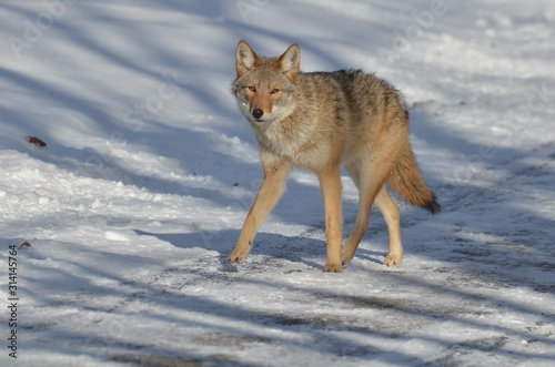 Wild Coyote in the winter in Ontario, Canada. photo