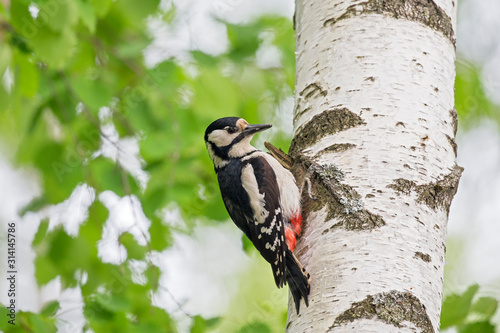 Female Great spotted woodpecker (Dendrocopos major) on tree in natural environment