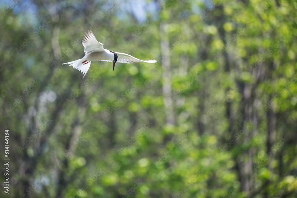 The common tern (Sterna hirundo) is a seabird in the family Laridae. The common tern (Sterna hirundo) is a seabird in the family Laridae.